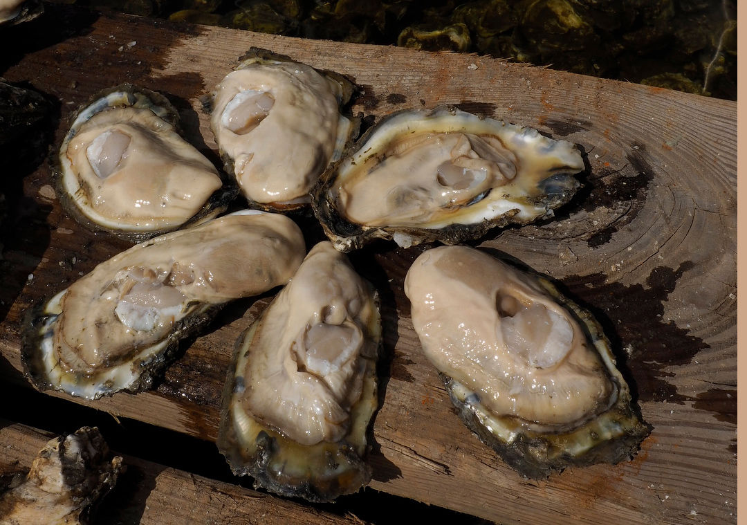 Corona_seafood industry impact_oysters